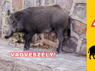 Vaddisznó
