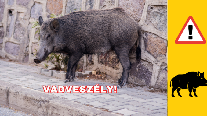 Vaddisznó